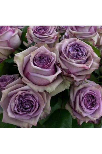 Dolcetto — ароматна чайно-гібридна троянда в саду